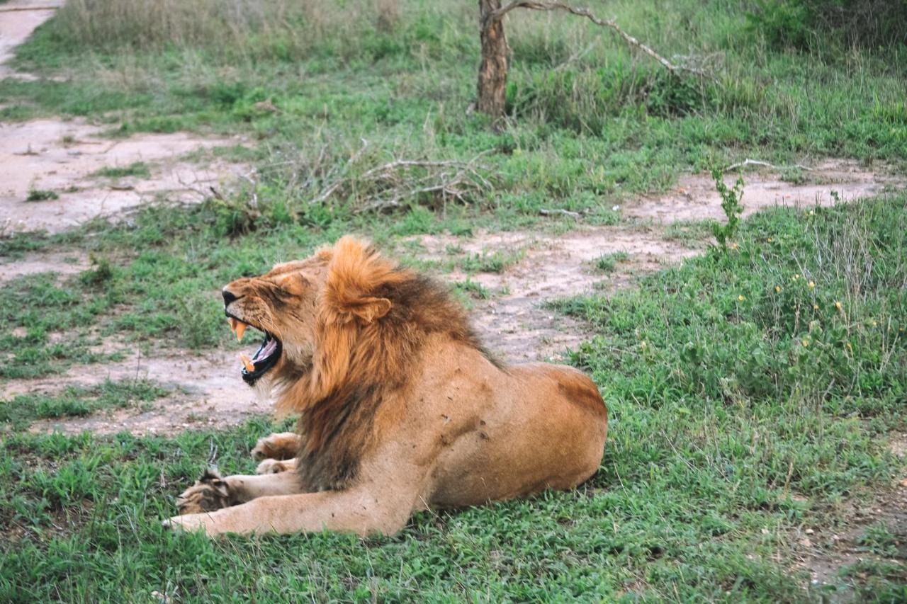 Honeyguide Tented Safari Camp - Khoka Moya Manyeleti Game Reserve Exterior photo