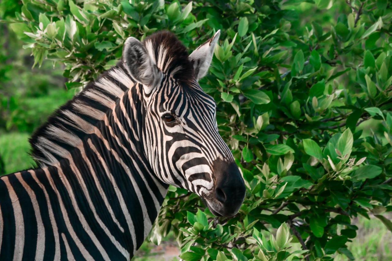 Honeyguide Tented Safari Camp - Khoka Moya Manyeleti Game Reserve Exterior photo