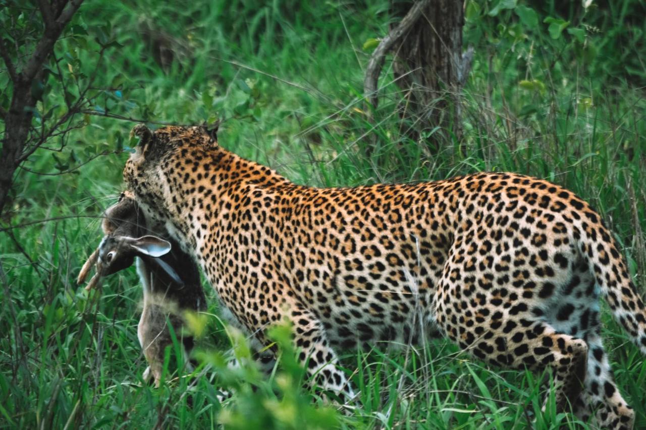 Honeyguide Tented Safari Camp - Khoka Moya Manyeleti Game Reserve Exterior photo